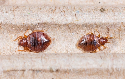 bed bugs