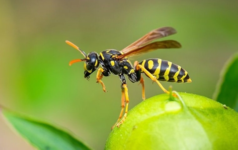 wasps