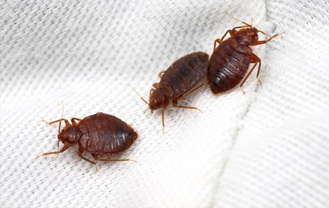 cockroaches