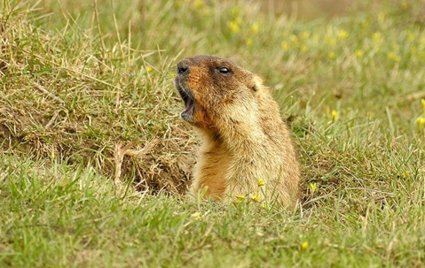 gopher