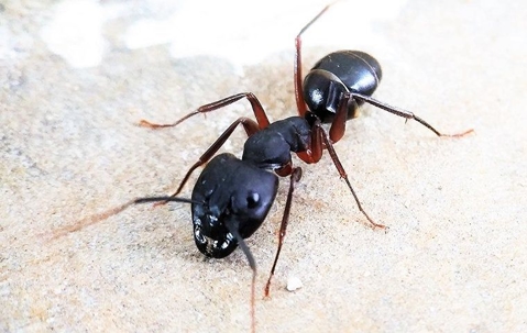 ant