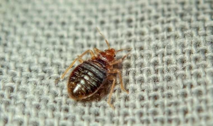 Bed Bugs