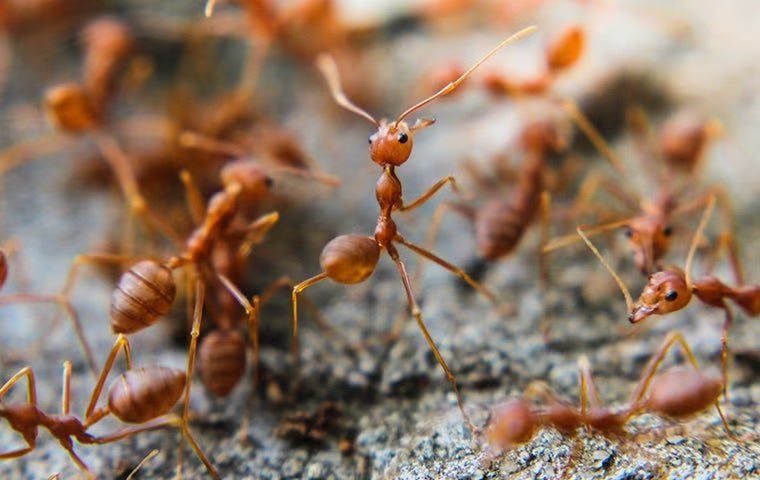 Red ants