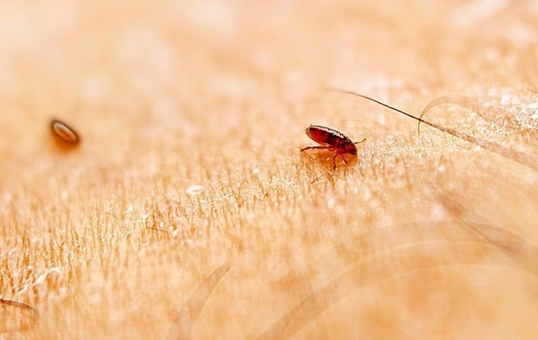 Fleas and ticks
