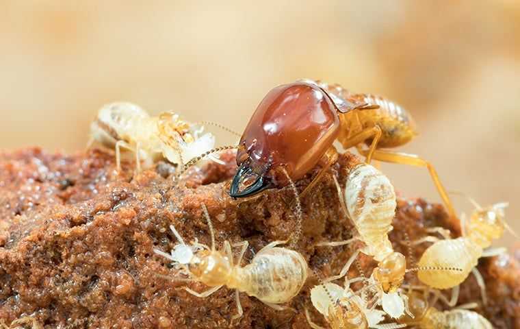 Termites