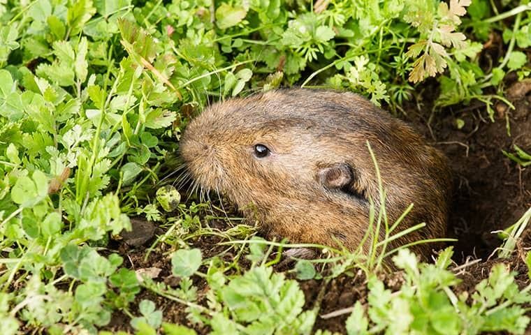 Gophers & Moles